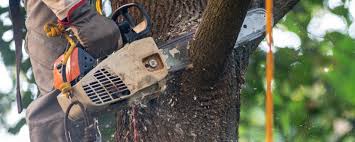 Best Lawn Maintenance Plans  in Dayton, VA