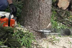 Best Tree Trimming and Pruning  in Dayton, VA