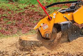 Best Tree Preservation Services  in Dayton, VA