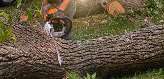Best Tree Disease Treatment  in Dayton, VA