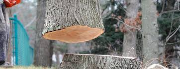 Best Commercial Tree Services  in Dayton, VA