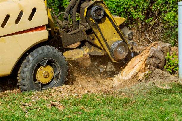 Professional Tree Services in Dayton, VA