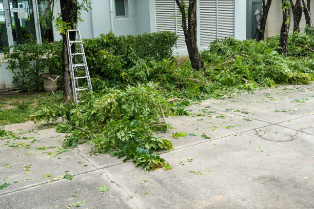 Best Lawn Drainage Solutions  in Dayton, VA