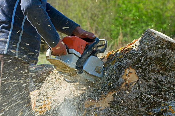 Best Tree and Shrub Care  in Dayton, VA