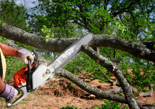 Best Arborist Consultation Services  in Dayton, VA